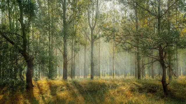 Narwiański Park Narodowy. Przyrodniczy unikat na wschodzie Polski